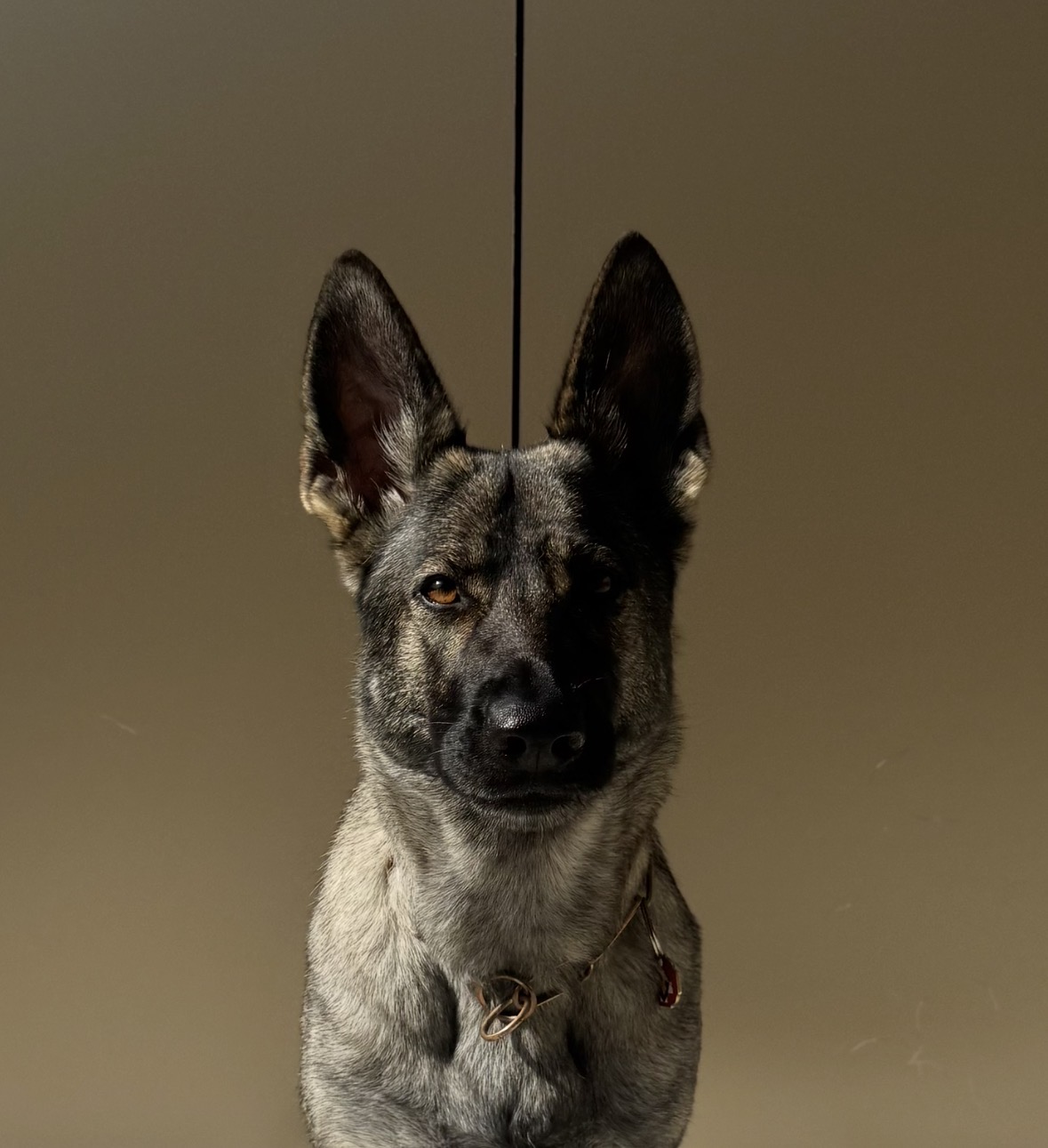 Chien détecteur de punaises de lit de Cynexis