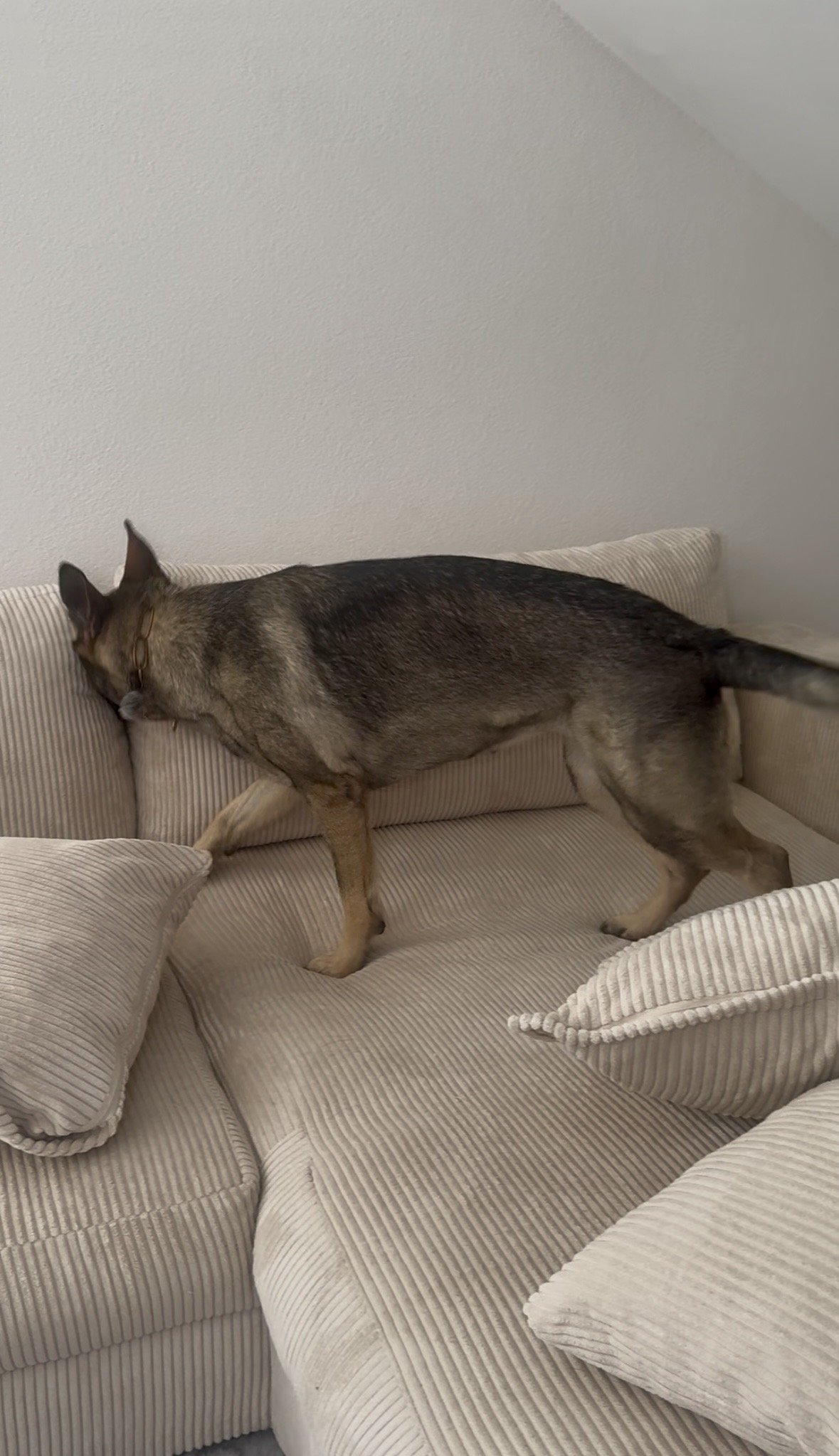 Chien détecteur recherchant des punaises de lit sur un canapé
