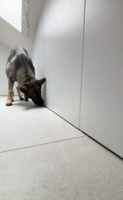 Chien détecteur de punaises de lit recherchant dans un placard de chambre