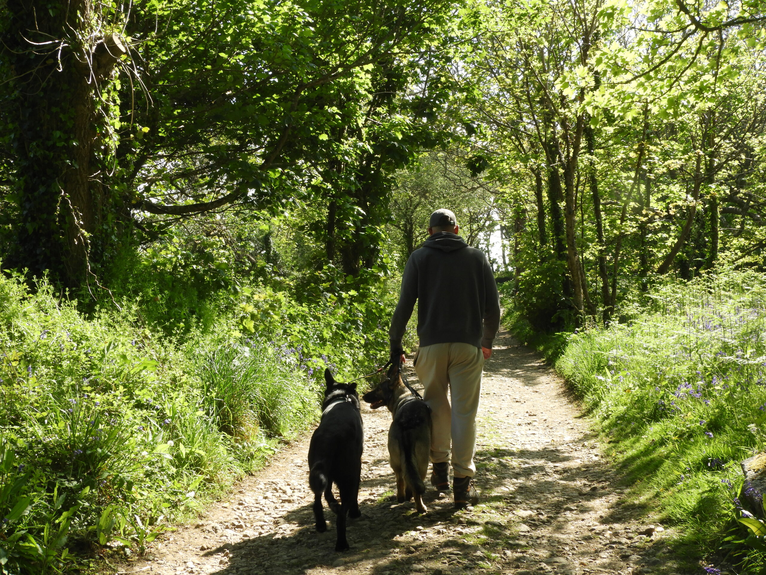 Faire évoluer la relation avec son chien Éducateur canin marchant avec deux chiens sur un chemin en forêt
