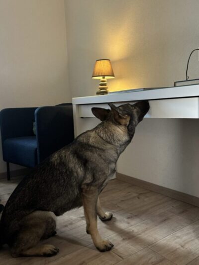 Chien détecteur de punaises de lit recherchant dans un tiroir de bureau