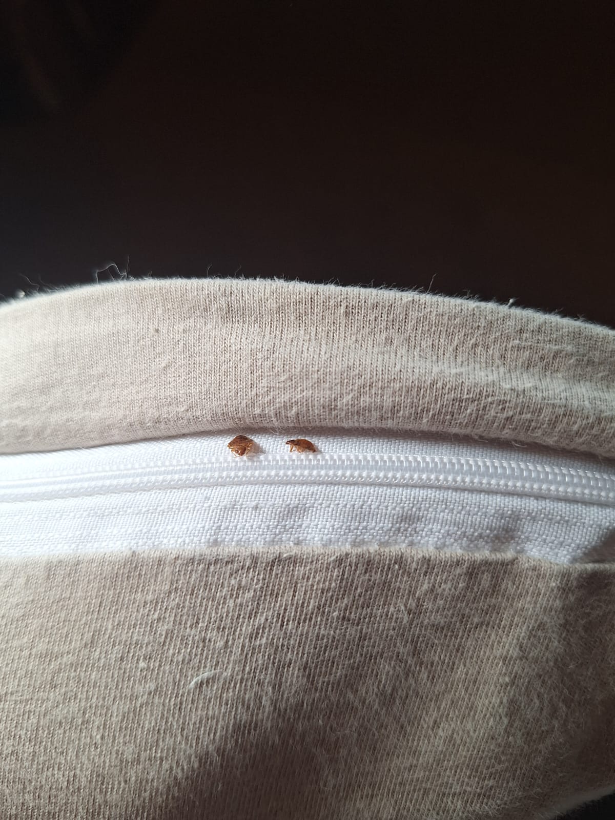 Punaise de lit visible dans la couture d’un coussin