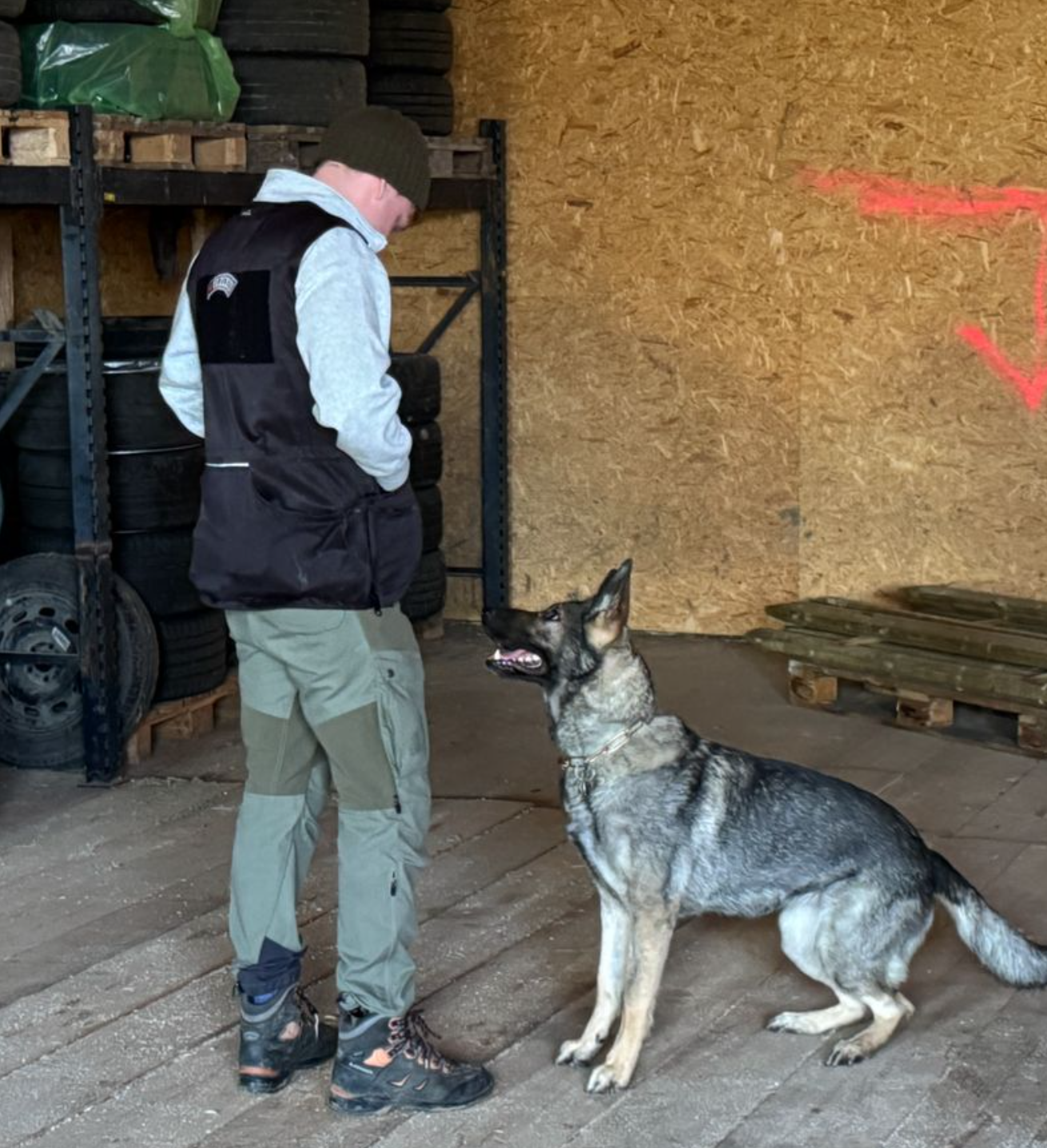 Chien détecteur concentré à l’entraînement Chien détecteur concentré et motivé pendant une séance d’entraînement